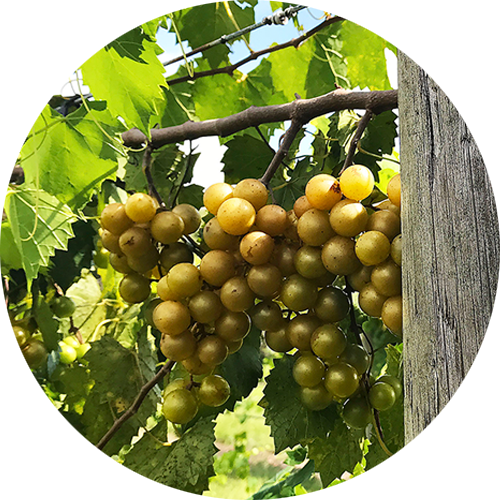 Ripe white Muscadine grapes on the vine.