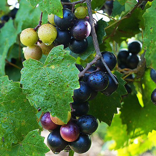 Ripe red Muscadine grapes on the vine